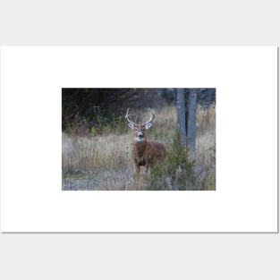 White-tailed buck Posters and Art